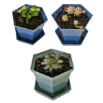 Succulent, Small, in Blue or Sage Pot with Base